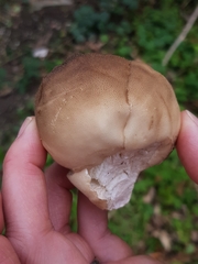 Lycoperdon lividum