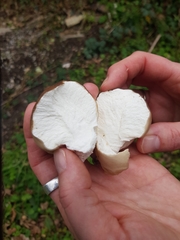 Lycoperdon lividum