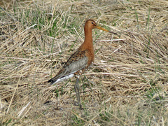 Limosa limosa islandica