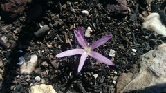 Colchicum filifolium