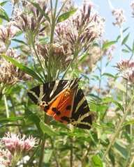 Euplagia quadripunctaria