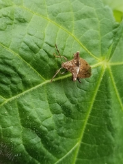 Bebaeus punctipes