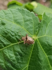 Bebaeus punctipes
