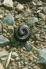 Ommatoiulus lusitanus