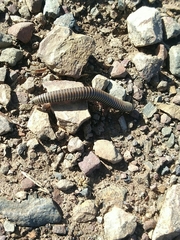 Ommatoiulus lusitanus