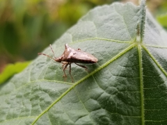 Bebaeus punctipes