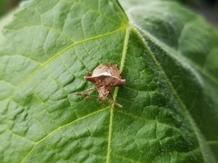 Bebaeus punctipes