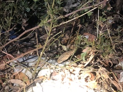 Trimorphodon quadruplex