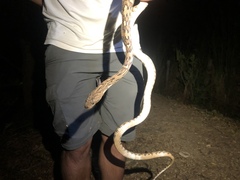 Trimorphodon quadruplex