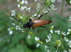Pedostrangalia pubescens