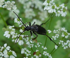 Pedostrangalia pubescens
