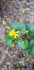 Farfugium japonicum