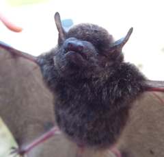Eptesicus furinalis