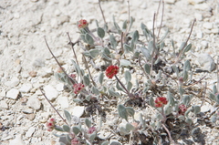 Eriogonum alexanderae