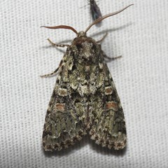 Mimobarathra antonito