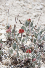 Eriogonum alexanderae