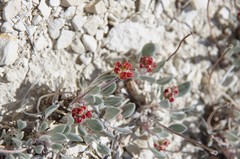 Eriogonum alexanderae