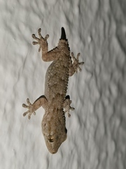 Tarentola mauritanica