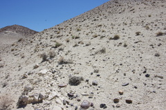 Eriogonum alexanderae