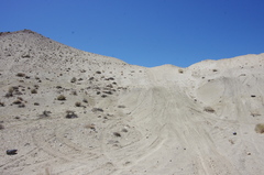 Eriogonum alexanderae