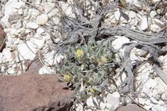 Eriogonum alexanderae