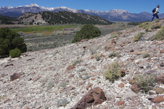 Eriogonum alexanderae