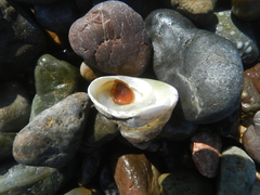 Tegula montereyi