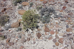 Eriogonum alexanderae