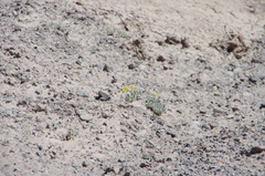 Eriogonum alexanderae