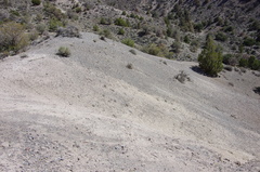 Eriogonum alexanderae