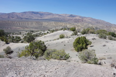 Eriogonum alexanderae