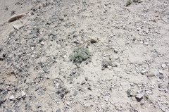 Eriogonum alexanderae