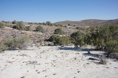 Eriogonum alexanderae