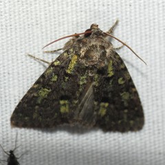 Paramiana smaragdina