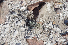 Eriogonum alexanderae