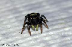 Heliophanus