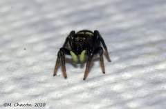 Heliophanus