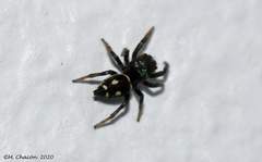 Heliophanus
