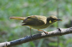 Microptilotis imitatrix