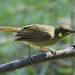 Cryptic Honeyeater - Photo (c) Jenny Donald, some rights reserved (CC BY-NC), uploaded by Jenny Donald