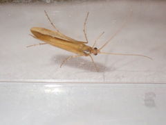 Limnephilus vittatus