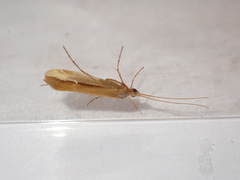 Limnephilus vittatus