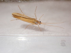Limnephilus vittatus