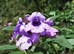 Prostanthera caerulea
