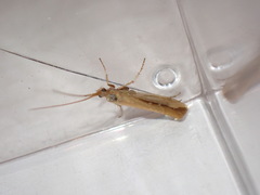 Limnephilus vittatus