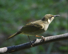 Microptilotis imitatrix