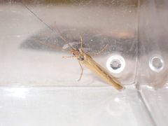 Limnephilus vittatus