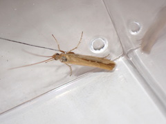 Limnephilus vittatus