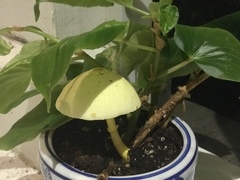 Leucocoprinus birnbaumii image