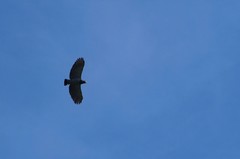 Morphnarchus princeps